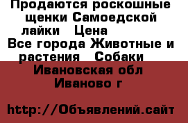Продаются роскошные щенки Самоедской лайки › Цена ­ 40 000 - Все города Животные и растения » Собаки   . Ивановская обл.,Иваново г.
